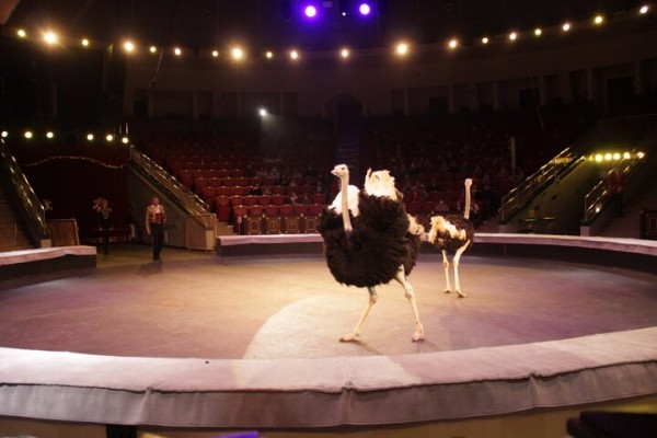 В Саратове состоялась премьера нового шоу итальянского цирка со 150-летней историей