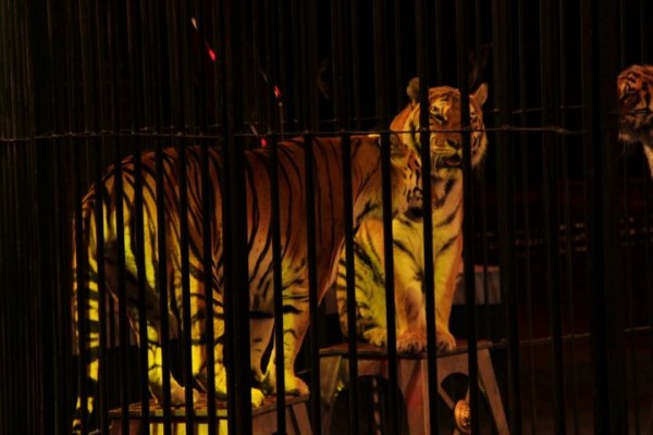 В Саратове состоялась премьера нового шоу итальянского цирка со 150-летней историей