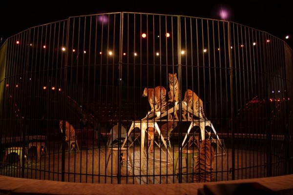 В Саратове состоялась премьера нового шоу итальянского цирка со 150-летней историей