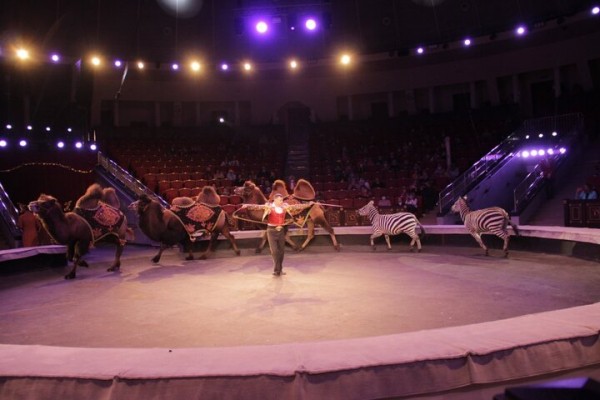 В Саратове состоялась премьера нового шоу итальянского цирка со 150-летней историей