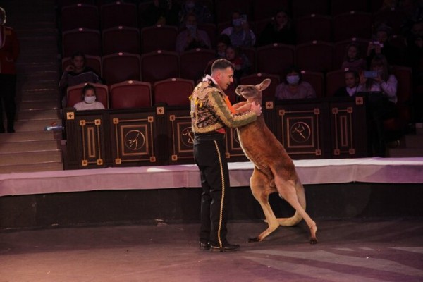 В Саратове состоялась премьера нового шоу итальянского цирка со 150-летней историей