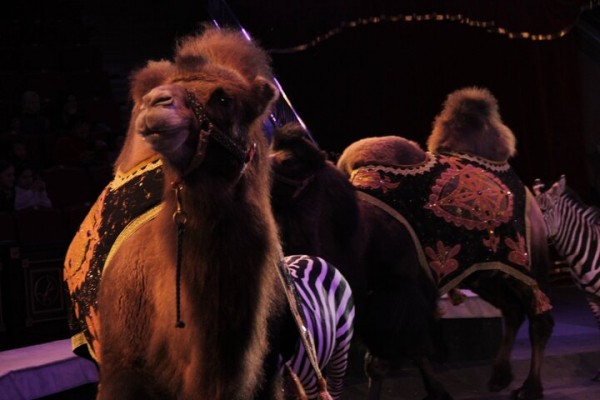 В Саратове состоялась премьера нового шоу итальянского цирка со 150-летней историей