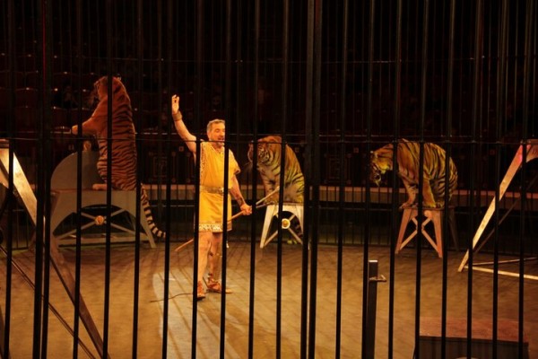 В Саратове состоялась премьера нового шоу итальянского цирка со 150-летней историей