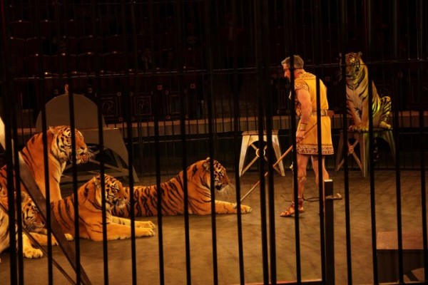 В Саратове состоялась премьера нового шоу итальянского цирка со 150-летней историей