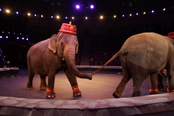 В Саратове состоялась премьера нового шоу итальянского цирка со 150-летней историей