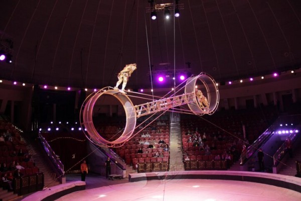 В Саратове состоялась премьера нового шоу итальянского цирка со 150-летней историей