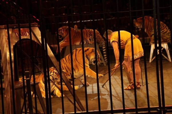 В Саратове состоялась премьера нового шоу итальянского цирка со 150-летней историей