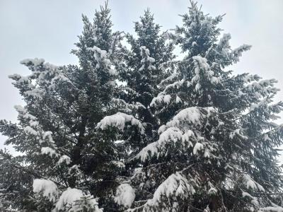 
С Новым годом и Рождеством!					