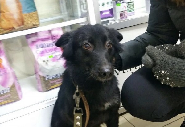 Под Саратовом собаку заживо замуровали под лестницей