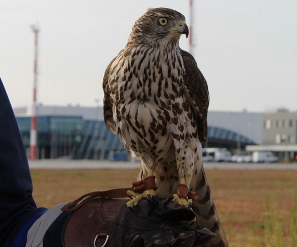 Ястреб и коршун следят за безопасностью полетов в саратовском аэропорту 