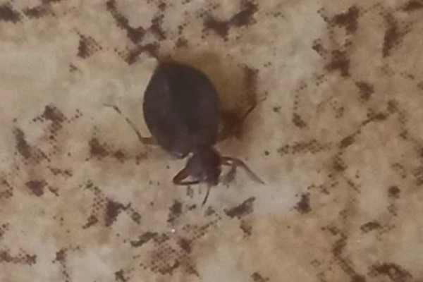 &laquo;Если только голыми отсюда выходить&raquo;: женщина рассказала об отделении саратовской больницы, кишащем клопами