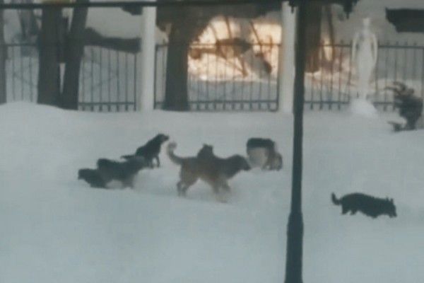 &laquo;Выбежала спасать ребенка в одной пижаме!&raquo;: жительница региона рассказала об агрессивных собаках, от которых люди прячутся в сугробах