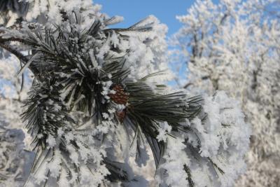 В Саратовской области весь день от шести до девяти градусов мороза
В Саратовской области весь день от шести до девяти градусов мороза