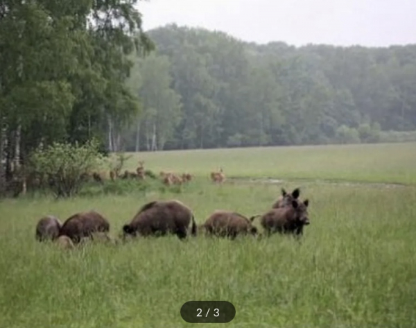 Под Саратовом за 30 млн продают охотхозяйство с лисами и кабанами