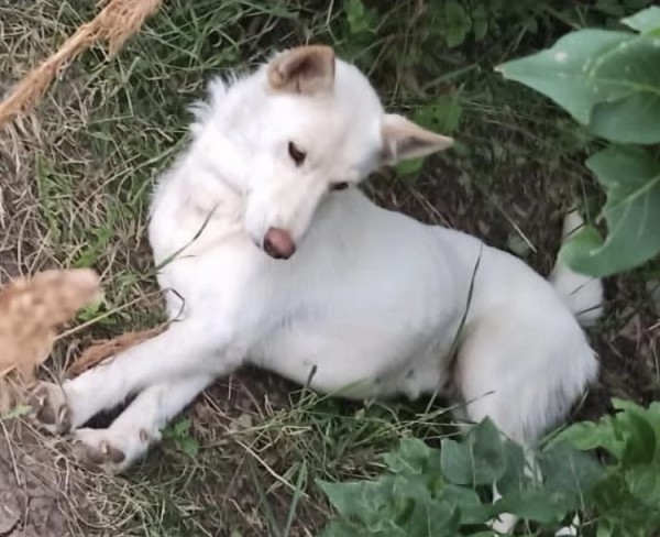 В Саратове собирают деньги для собаки с пулей в теле