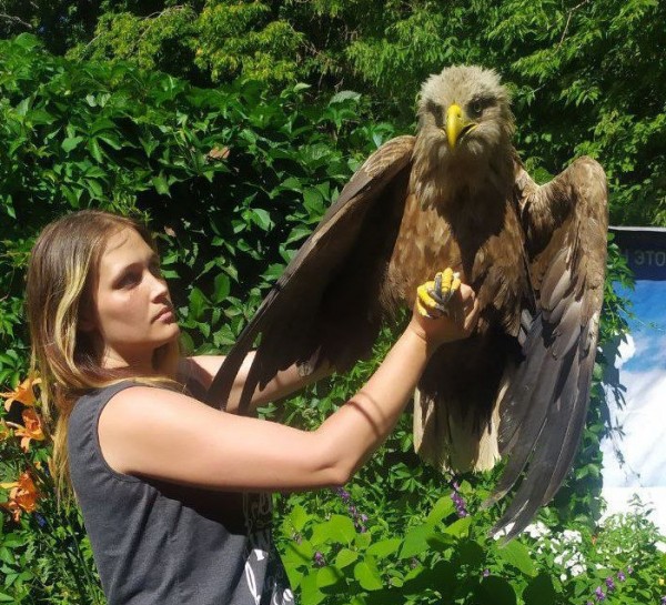 Саратовские волонтеры спасают гигантского орлана со сломанным крылом