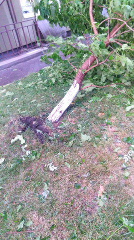 Ливень, град и шторм. В Саратове затопило улицы, повалило деревья и прекратилось движение электротранспорта