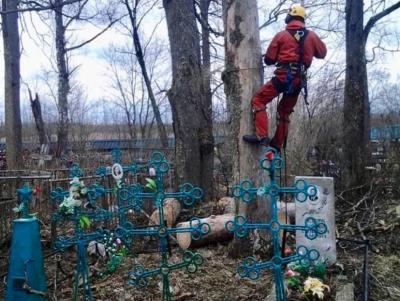 
На кладбищах в Балаково боятся пилить старые деревья					