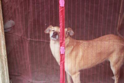 
В Саратове за неделю отловили 50 бродячих собак					