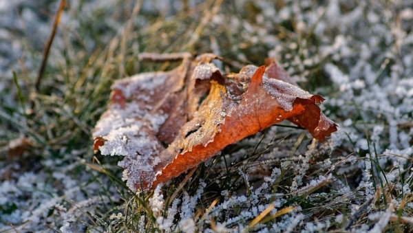 В Саратовской области возможно похолодание ниже нуля