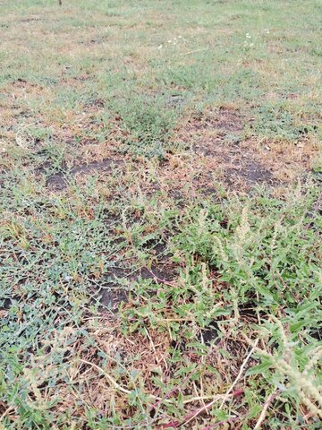 Жители поселка Юбилейный показали, как теперь выглядят деревья в парке Изумрудный из-за отсутствия автополива Жители поселка Юбилейный показали, как теперь выглядят деревья в парке Изумрудный из-за отсутствия автополива