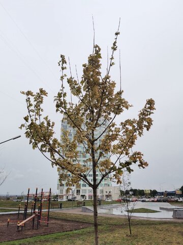 Жители поселка Юбилейный показали, как теперь выглядят деревья в парке Изумрудный из-за отсутствия автополива Жители поселка Юбилейный показали, как теперь выглядят деревья в парке Изумрудный из-за отсутствия автополива