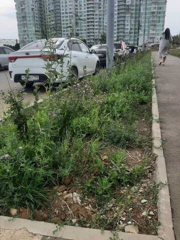 Жители поселка Юбилейный показали, как теперь выглядят деревья в парке Изумрудный из-за отсутствия автополива Жители поселка Юбилейный показали, как теперь выглядят деревья в парке Изумрудный из-за отсутствия автополива