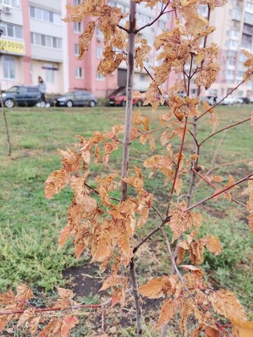 Жители поселка Юбилейный показали, как теперь выглядят деревья в парке Изумрудный из-за отсутствия автополива Жители поселка Юбилейный показали, как теперь выглядят деревья в парке Изумрудный из-за отсутствия автополива