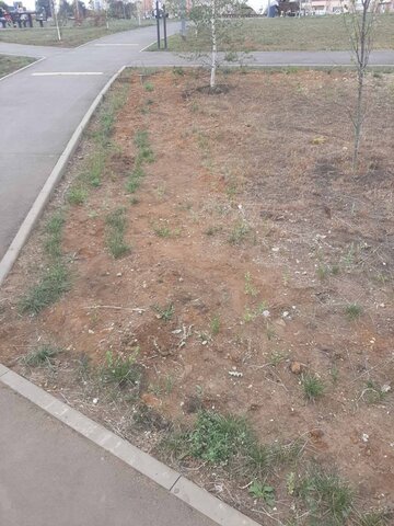 Жители поселка Юбилейный показали, как теперь выглядят деревья в парке Изумрудный из-за отсутствия автополива Жители поселка Юбилейный показали, как теперь выглядят деревья в парке Изумрудный из-за отсутствия автополива