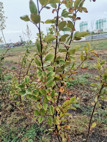 Жители поселка Юбилейный показали, как теперь выглядят деревья в парке Изумрудный из-за отсутствия автополива Жители поселка Юбилейный показали, как теперь выглядят деревья в парке Изумрудный из-за отсутствия автополива