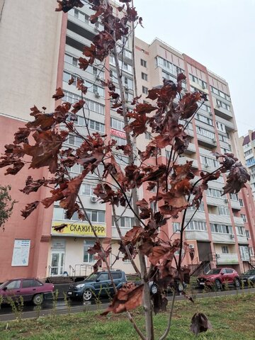 Жители поселка Юбилейный показали, как теперь выглядят деревья в парке Изумрудный из-за отсутствия автополива Жители поселка Юбилейный показали, как теперь выглядят деревья в парке Изумрудный из-за отсутствия автополива