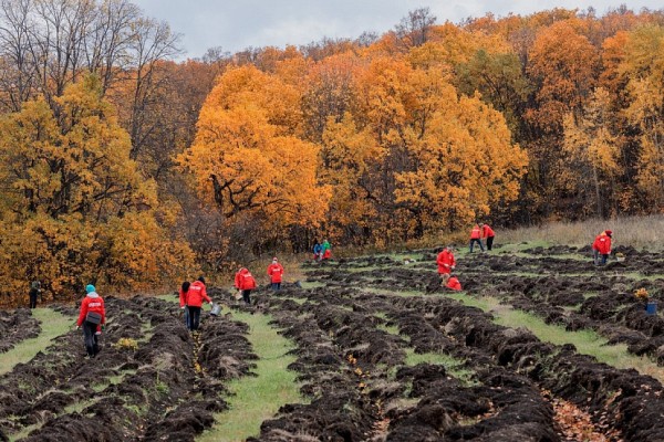Саратовцы в ярких одеждах разбили дубраву на 4 гектарах 