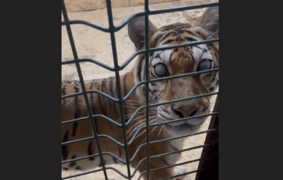 
Слепую тигрицу из сарая в Саратове готовы принять в Московском зоопарке					