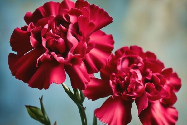 Стало известно о гибели еще двух саратовцев в ходе СВО