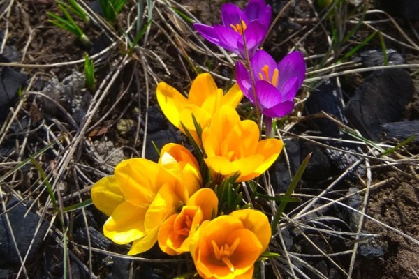 Саратовская область продолжает подниматься в национальном экологическом рейтинге Саратовская область продолжает подниматься в национальном экологическом рейтинге