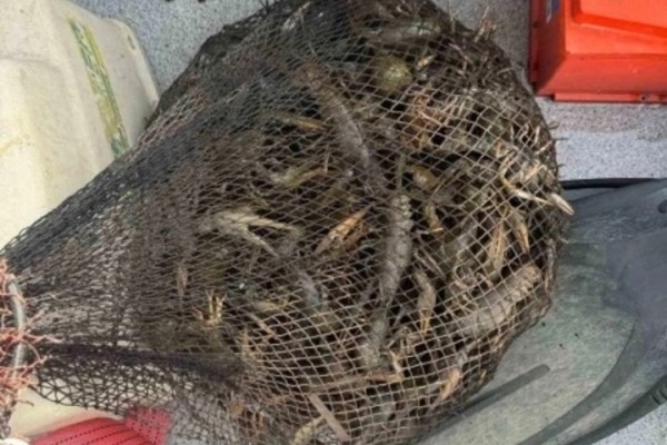 Из Волги выловили 170 раков: возбуждено уголовное дело 