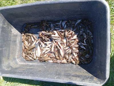 Сотрудники Росрыболовства в Саратовской области выявили 115 нарушений правил рыбной ловли
Сотрудники Росрыболовства в Саратовской области выявили 115 нарушений правил рыбной ловли