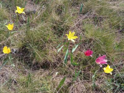 
В Саратовской области зацвели краснокнижные тюльпаны Геснера					
