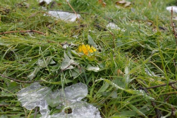 В Саратовской области вновь прогнозируются заморозки и выпадение снега