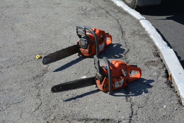 В парке &laquo;Семхоз&raquo; планируют срубить поврежденные грозой дубы