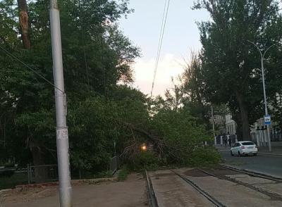 
В Саратове дерево упало на трамвайные пути					