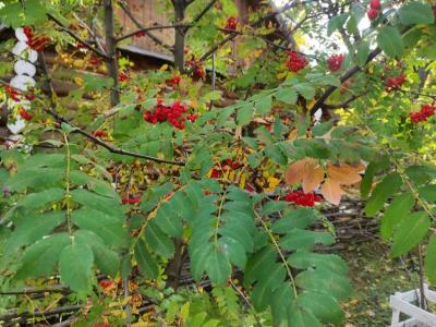 
На Славянской площади спилят 24 дерева					