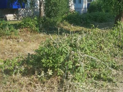
Жителей Балаково возмутила обрезка кустов на "проклятой" улице					