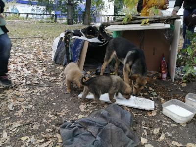 В Саратовской области разрешили усыплять тяжело больных бродячих собак
В Саратовской области разрешили усыплять тяжело больных бродячих собак