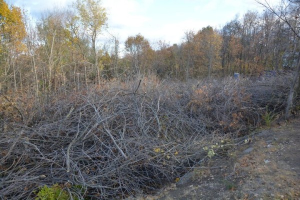 Реконструкция парка к 80-летию Победы. Деревьев всё меньше, &laquo;экотропа&raquo; не готова, зима близко