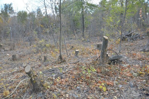 Реконструкция парка к 80-летию Победы. Деревьев всё меньше, &laquo;экотропа&raquo; не готова, зима близко
