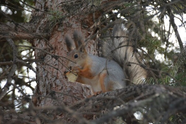 Реконструкция парка к 80-летию Победы. Деревьев всё меньше, &laquo;экотропа&raquo; не готова, зима близко