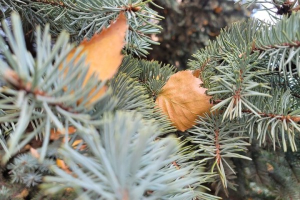 Сильный ветер и гололед: МЧС предупредило жителей региона о неблагоприятных погодных явлениях Сильный ветер и гололед: МЧС предупредило жителей региона о неблагоприятных погодных явлениях