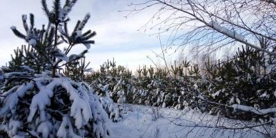 
На выходных в Саратовской области будет метель					