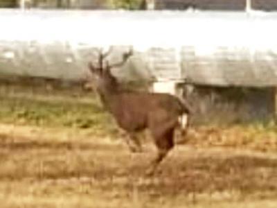 
В Балаково заметили оленя, обгоняющего автомобили					